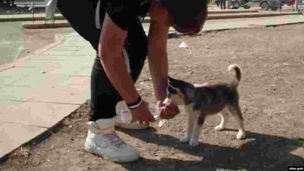 Пес на фото - сирийский "беженец", который в поисках лучшей жизни отправился в Европу со своим хозяином и другими мигрантами&nbsp;из Ближнего Востока и Африки