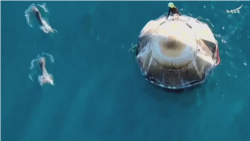 Стая дельфинов встречает приводнение космической станции Space X